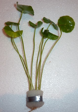 Hydrocotyle verticillata - 3.90€